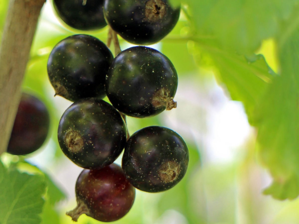 Combattere Lallergia Con Il Ribes Nigrum Cosè E Come Si